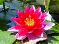 2002-0717Waterlily